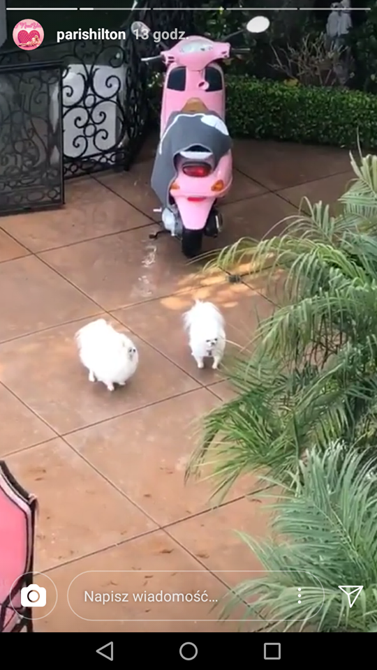 W głowie się nie mieści w jakich LUKSUSACH żyją psy Paris Hilton W głowie się nie mieści w jakich LUKSUSACH żyją psy Paris Hilton