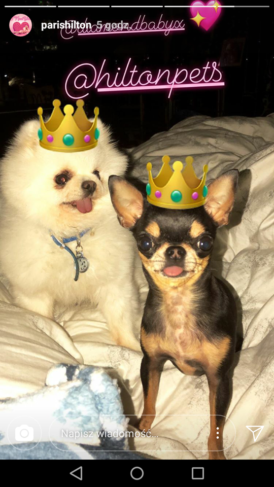 W głowie się nie mieści w jakich LUKSUSACH żyją psy Paris Hilton