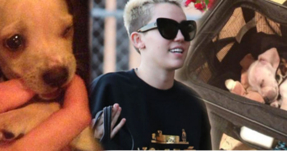 Miley Cyrus zabrała Bean’a do studia nagraniowego (FOTO) Miley Cyrus zabrała Bean’a do studia nagraniowego (FOTO)