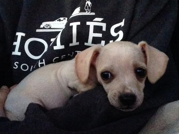 Poznajcie Beana - nowego pupila Miley Cyrus (FOTO)