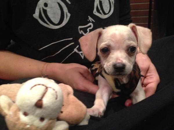 Poznajcie Beana - nowego pupila Miley Cyrus (FOTO)