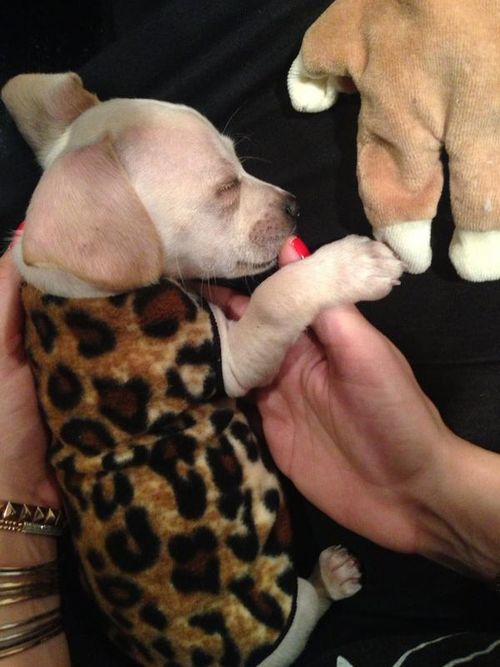 Poznajcie Beana - nowego pupila Miley Cyrus (FOTO)