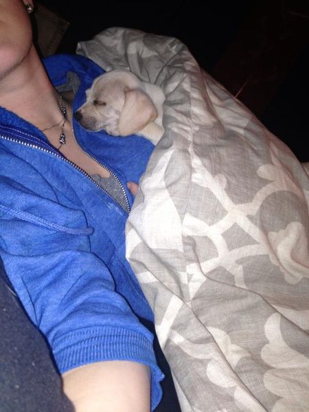 Poznajcie Beana - nowego pupila Miley Cyrus (FOTO)