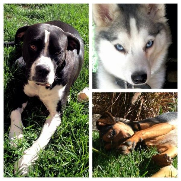 Poznajcie Beana - nowego pupila Miley Cyrus (FOTO)