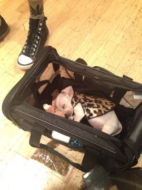 Miley Cyrus zabrała Bean'a do studia nagraniowego (FOTO)