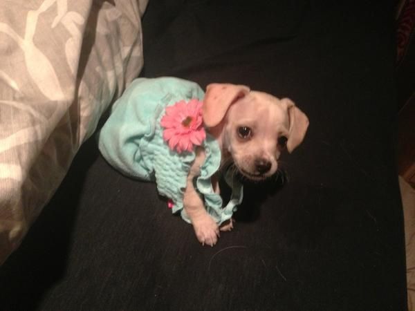 Miley Cyrus zabrała Bean'a do studia nagraniowego (FOTO)