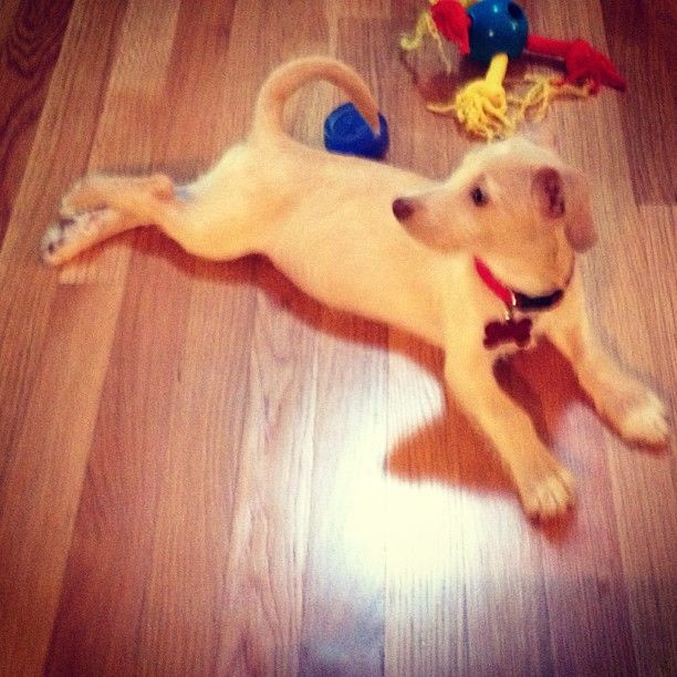 Ashley Greene przygarnęła dwa psiaki (FOTO)