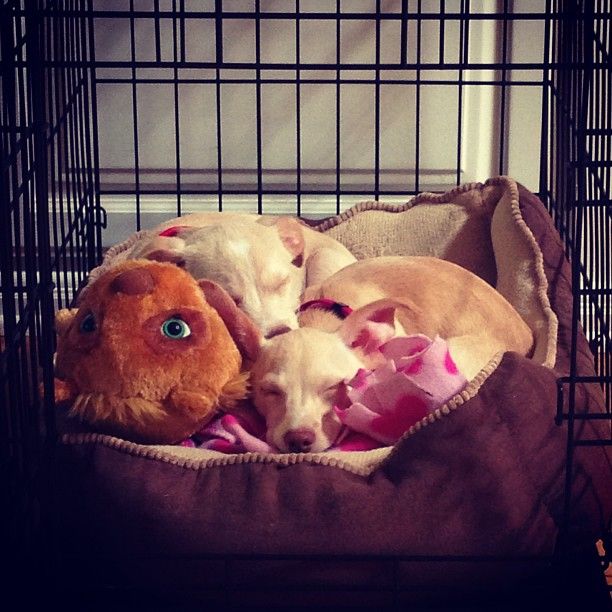 Ashley Greene przygarnęła dwa psiaki (FOTO)