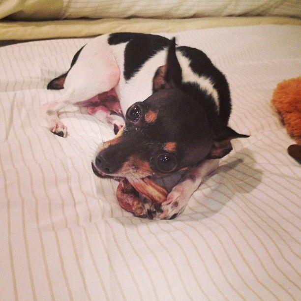 Ashley Greene przygarnęła dwa psiaki (FOTO)