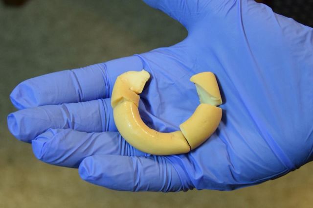 Nie żyje Maksiu z poznańskiego zoo. Foka zadławiła się... dziecięcą zabawką!