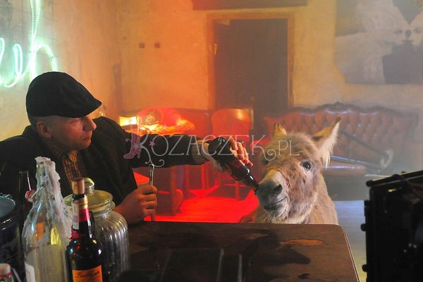 W ich teledysku osioł będzie pił piwo (FOTO)