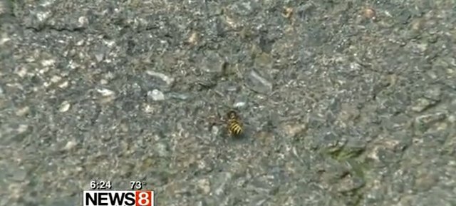 Agnieszka Radwańska walczy z... osą [VIDEO]