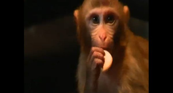 Nowy klip Orzechowskiej: Angie, Baby Can You [VIDEO]