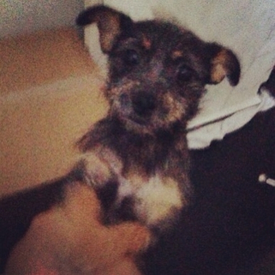 Anja Rubik dostała w prezencie szczeniaka (FOTO)