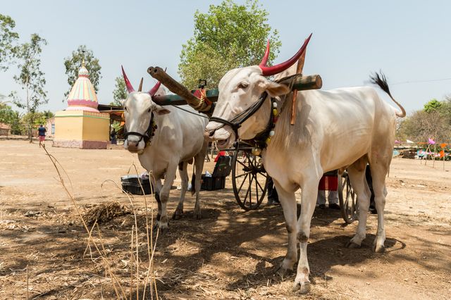 Tymczasem uczestnicy Azji Express pokazują... ciała (ZDJĘCIA) Tymczasem uczestnicy Azji Express pokazują... ciała (ZDJĘCIA)