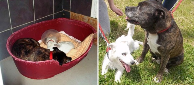 Ślepy pies i jego najlepszy przyjaciel wyciskają łzy