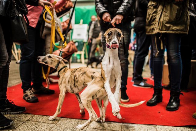 Akcja malowania bombek na rzecz zwierząt w schroniskach Akcja malowania bombek na rzecz zwierząt w schroniskach