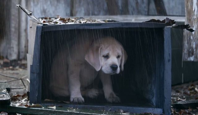To najsłodsza reklama, którą zobaczycie podczas Super Bowl!