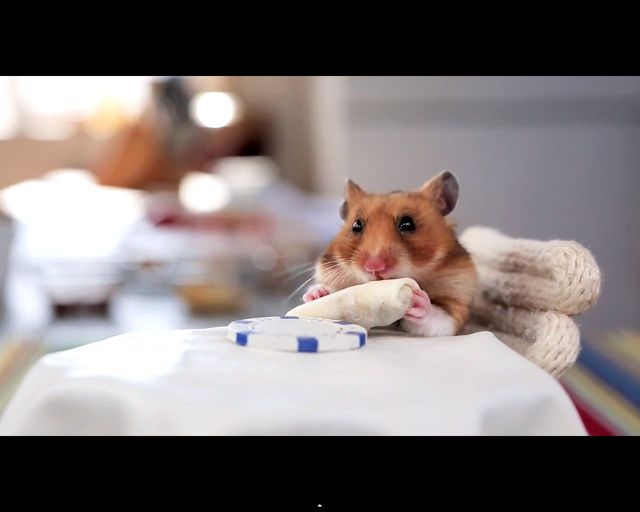 Malusi chomik wcina malusie burrito [VIDEO]