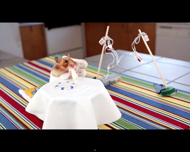 Malusi chomik wcina malusie burrito [VIDEO]