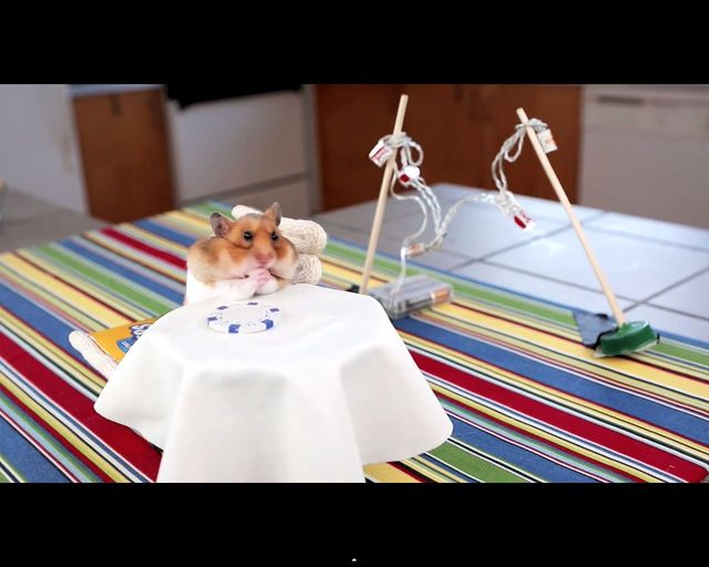 Malusi chomik wcina malusie burrito [VIDEO]