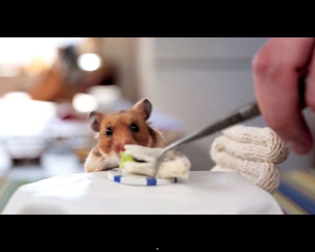 Malusi chomik wcina malusie burrito [VIDEO]