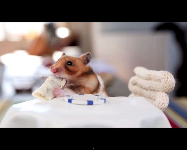 Malusi chomik wcina malusie burrito [VIDEO]