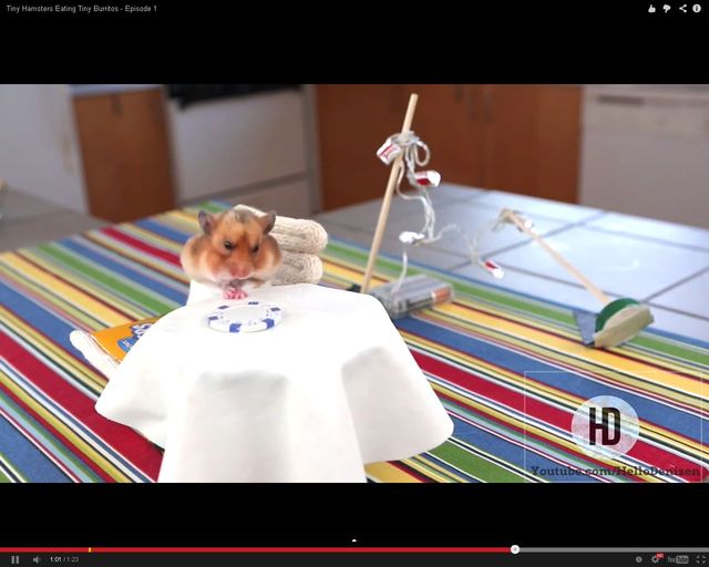 Malusi chomik wcina malusie burrito [VIDEO]