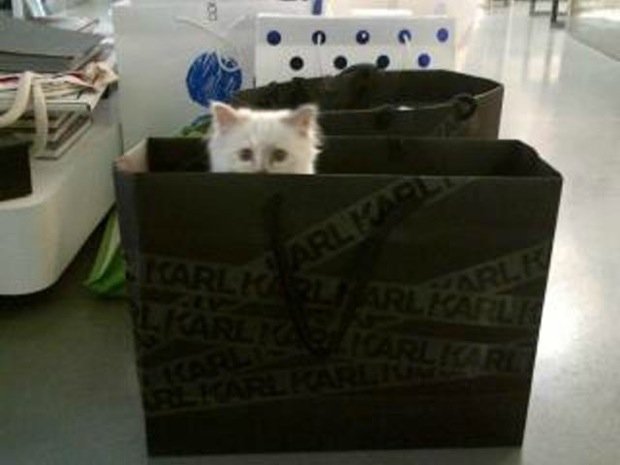 Czyj kociak dostał na urodziny tort z krewetek? (FOTO)