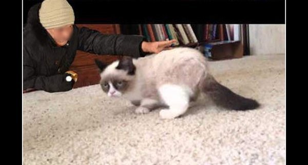 Chytra baba z Radomia zrobiła karierę w jeden dzień