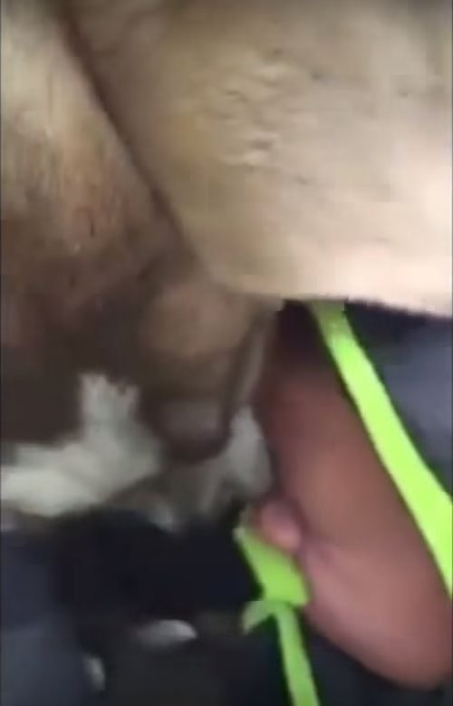 Wzruszające! Chłopiec wita się z odnalezionym psem (VIDEO) Wzruszające! Chłopiec wita się z odnalezionym psem (VIDEO)