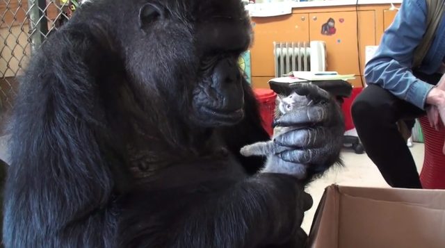 Gorylica Koko bardzo chciała mieć dzieci [VIDEO]