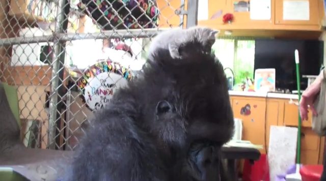 Gorylica Koko bardzo chciała mieć dzieci [VIDEO]