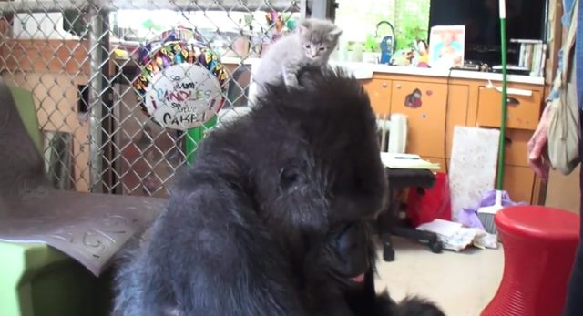 Gorylica Koko bardzo chciała mieć dzieci [VIDEO]