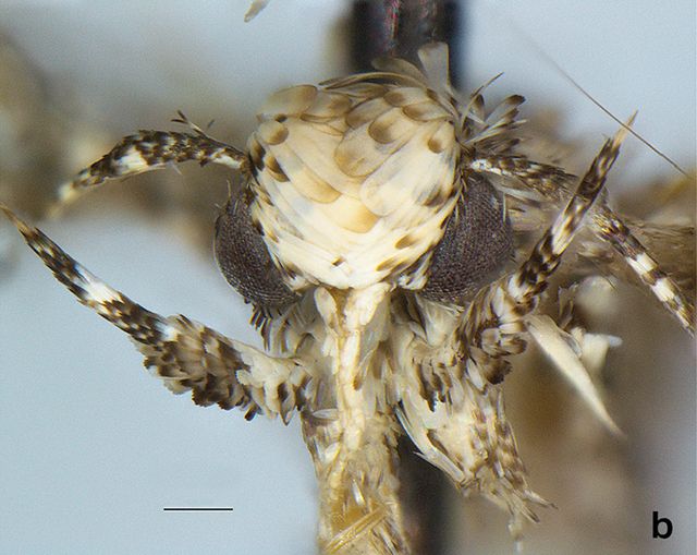 Nowy gatunek ćmy z blond czuprynką nazwano po... Donaldzie Trumpie Nowy gatunek ćmy z blond czuprynką nazwano po... Donaldzie Trumpie