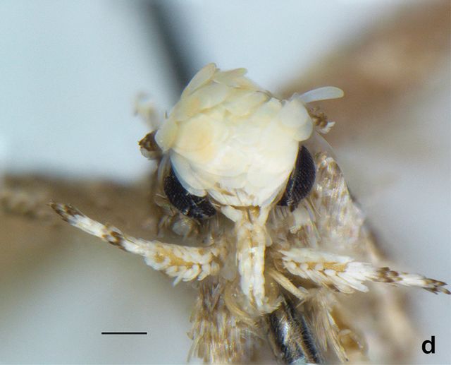 Nowy gatunek ćmy z blond czuprynką nazwano po... Donaldzie Trumpie Nowy gatunek ćmy z blond czuprynką nazwano po... Donaldzie Trumpie