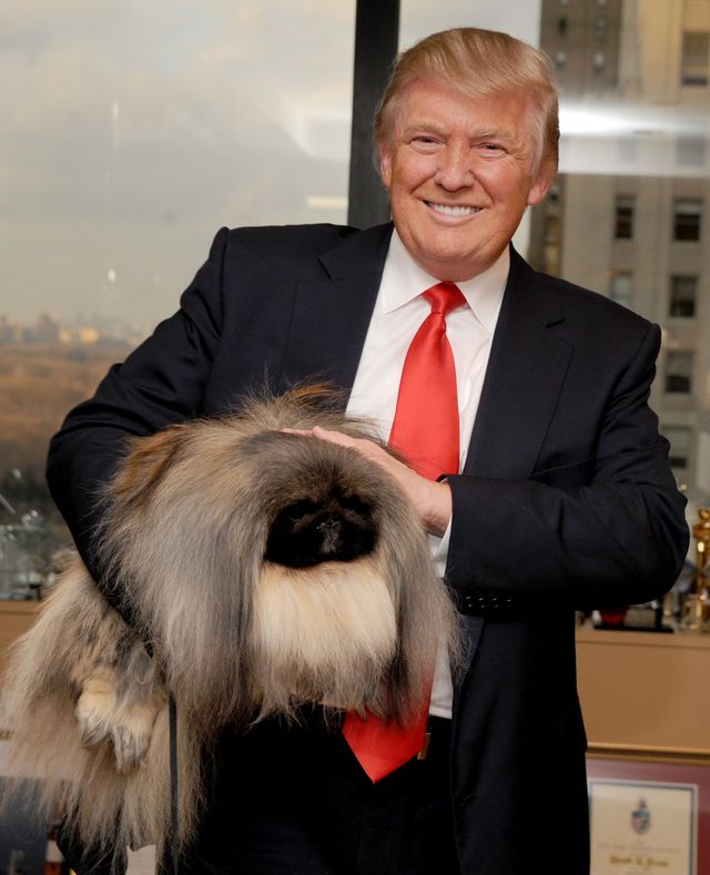 Nowy gatunek ćmy z blond czuprynką nazwano po... Donaldzie Trumpie Nowy gatunek ćmy z blond czuprynką nazwano po... Donaldzie Trumpie