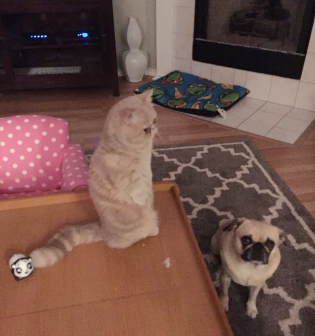 Poznajcie George'a - kota, który woli stać niż siedzieć