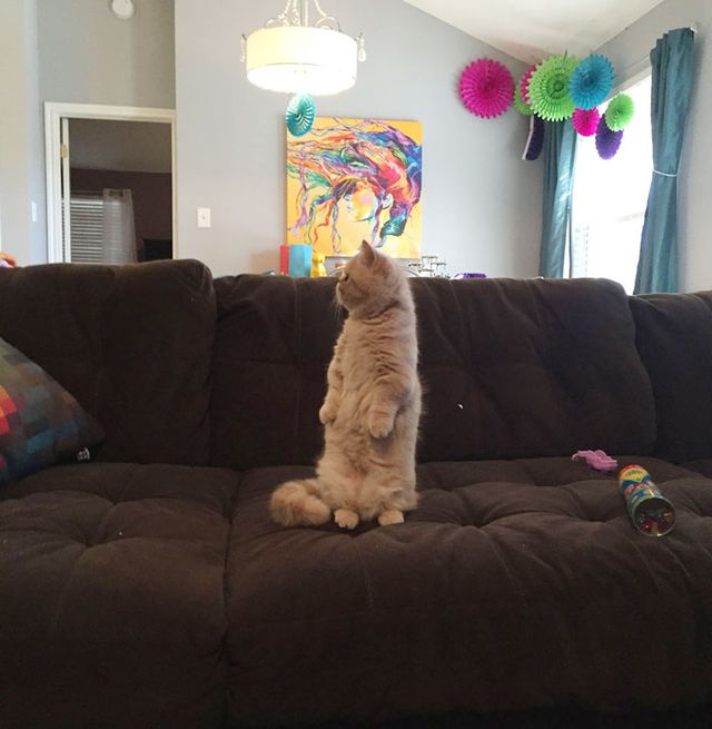 Poznajcie George'a - kota, który woli stać niż siedzieć