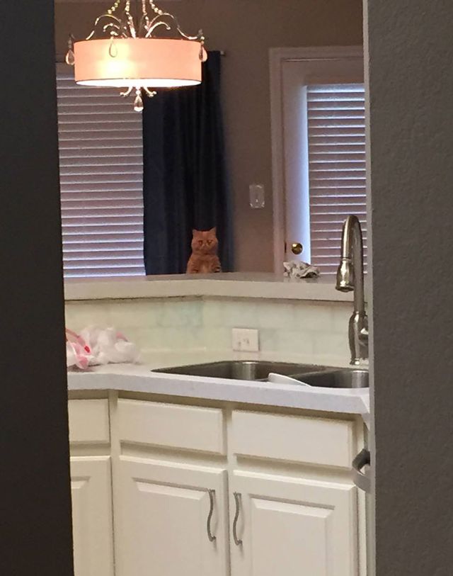 Poznajcie George'a - kota, który woli stać niż siedzieć