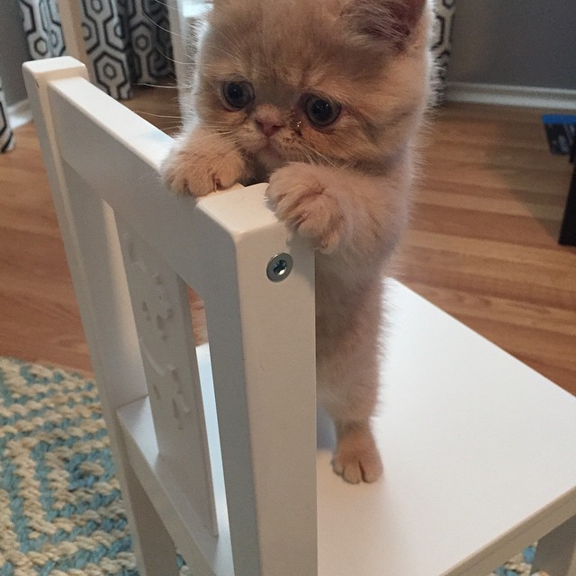 Poznajcie George'a - kota, który woli stać niż siedzieć