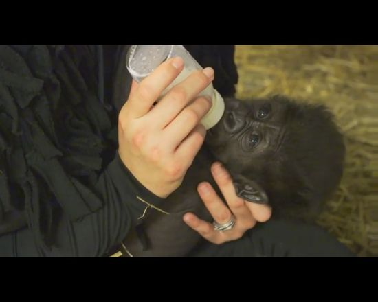 Pracownice ZOO wychowały gorylątko odrzucone przez mamę Pracownice ZOO wychowały gorylątko odrzucone przez mamę