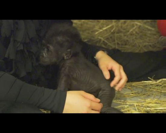 Pracownice ZOO wychowały gorylątko odrzucone przez mamę Pracownice ZOO wychowały gorylątko odrzucone przez mamę