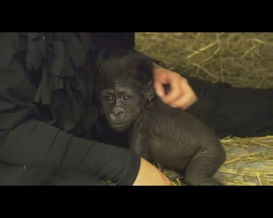 Pracownice ZOO wychowały gorylątko odrzucone przez mamę Pracownice ZOO wychowały gorylątko odrzucone przez mamę