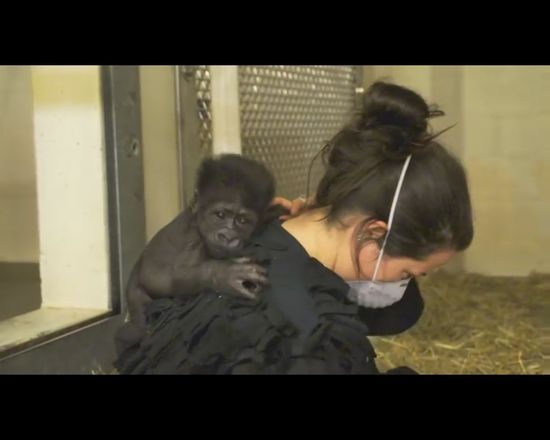 Pracownice ZOO wychowały gorylątko odrzucone przez mamę Pracownice ZOO wychowały gorylątko odrzucone przez mamę