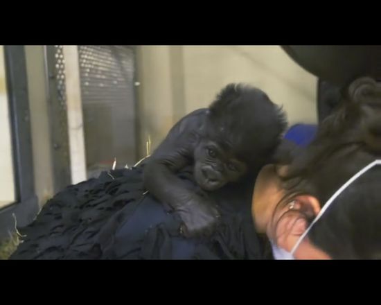 Pracownice ZOO wychowały gorylątko odrzucone przez mamę Pracownice ZOO wychowały gorylątko odrzucone przez mamę