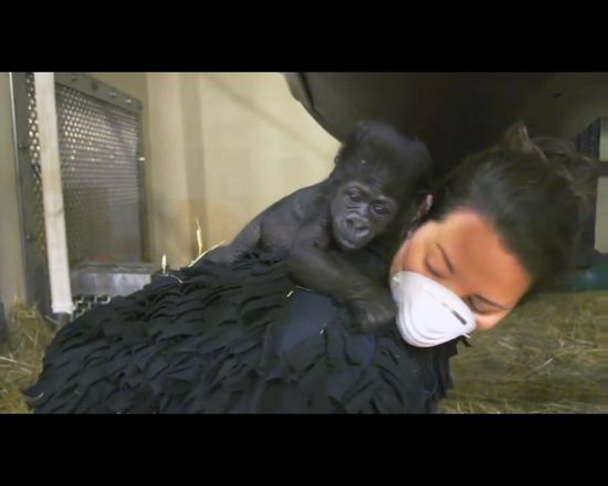 Pracownice ZOO wychowały gorylątko odrzucone przez mamę Pracownice ZOO wychowały gorylątko odrzucone przez mamę