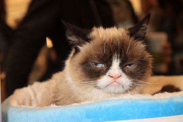 NIGDY nie zarobisz tyle, ile Grumpy Cat
