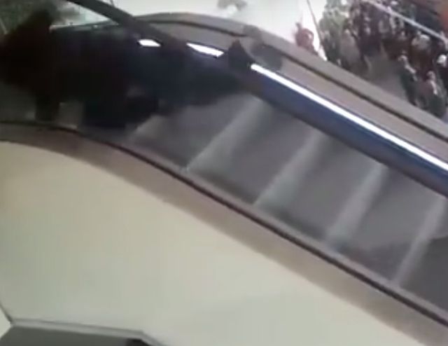 Daliby się zabić za darmowego hamburgera! (VIDEO) Daliby się zabić za darmowego hamburgera! (VIDEO)