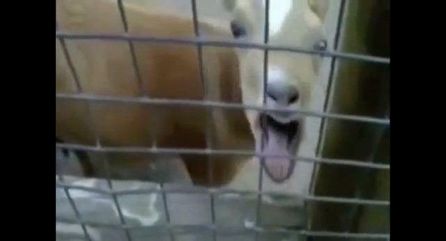 Honey w duecie z kozą (VIDEO)